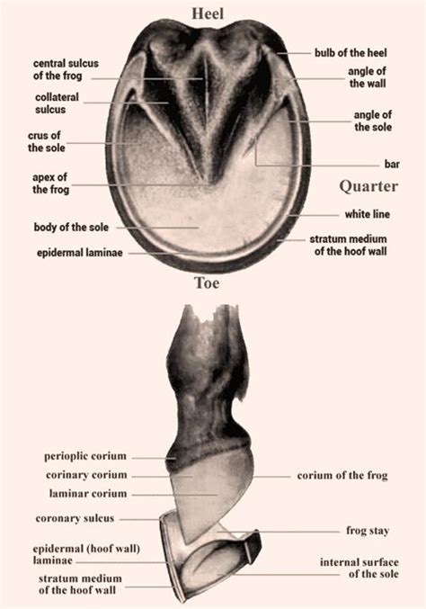 Hooves of the Heart 